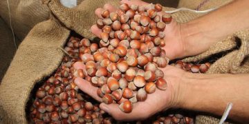 صادرات فندق حوزه دریای سیاه ترکیه