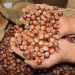 صادرات فندق حوزه دریای سیاه ترکیه