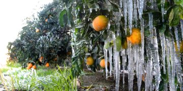 The frost disaster in Turkey