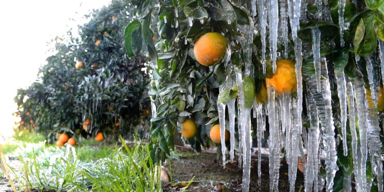 The frost disaster in Turkey