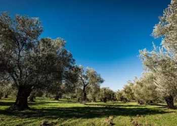 تصویب قانون زیتون کاری در ترکیه؛ معدن کاری در باغات زیتون مجاز شد