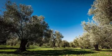 تصویب قانون زیتون کاری در ترکیه؛ معدن کاری در باغات زیتون مجاز شد