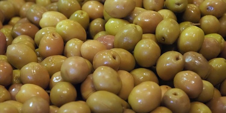 صادرات زیتون ترکیه رکورد زد