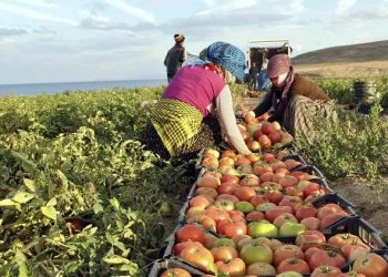 ترکیه پیشتاز تولید محصولات کشاورزی جهان