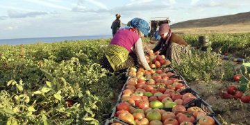 ترکیه پیشتاز تولید محصولات کشاورزی جهان